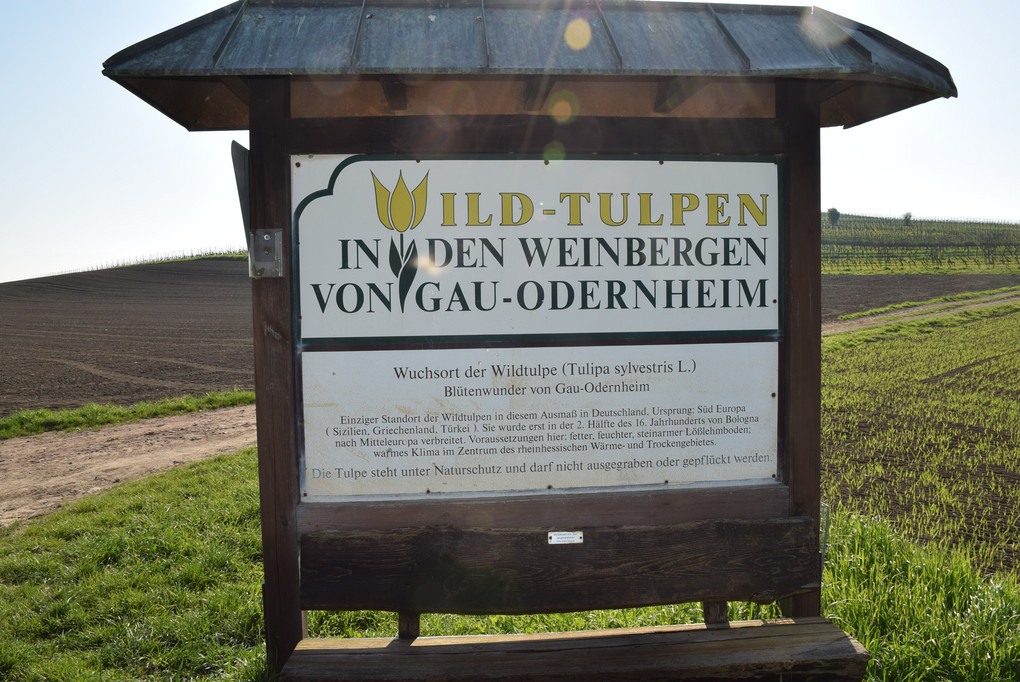 Foto: Günter Petri