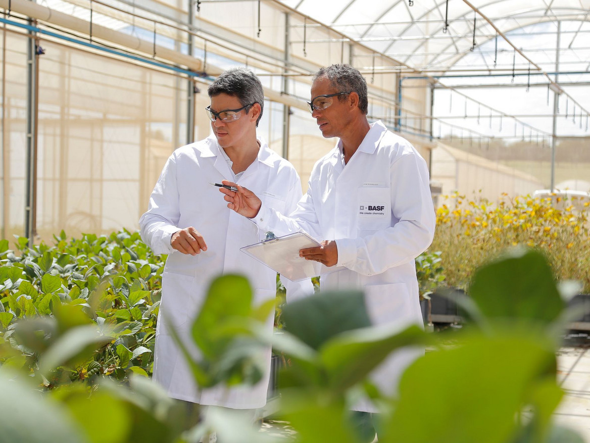 Zwei BASF Forscher aus dem Bereich Agricultural Solutions analysieren die Jungpflanzen in einem Gewächshaus. 