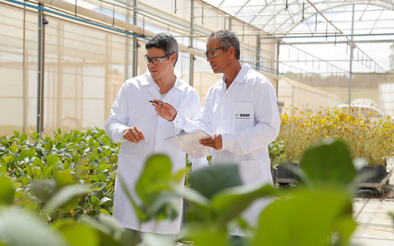 Zwei BASF Forscher aus dem Bereich Agricultural Solutions analysieren die Jungpflanzen in einem Gewächshaus. 