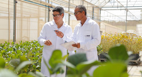 Zwei BASF Forscher aus dem Bereich Agricultural Solutions analysieren die Jungpflanzen in einem Gewächshaus. 