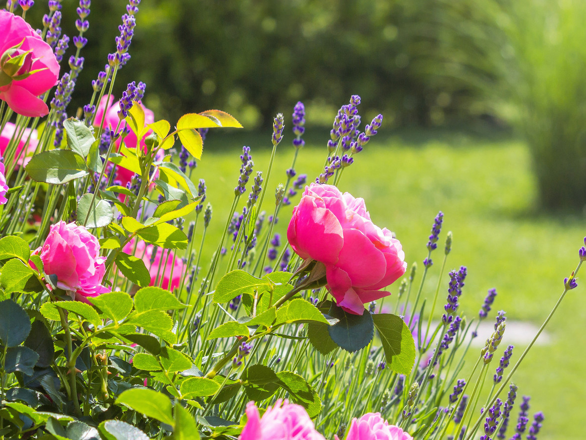 Rosen- und Lavendelblüte im Garten: Damit diese Pracht gelingt, hilft gezieltes Düngen.