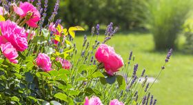 Rosen- und Lavendelblüte im Garten: Damit diese Pracht gelingt, hilft gezieltes Düngen.