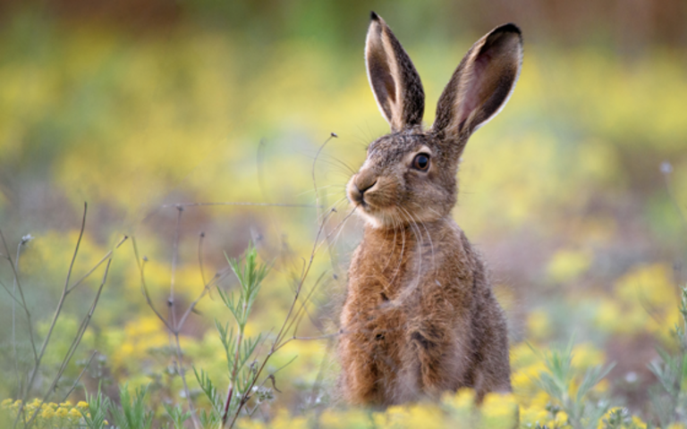 Symboltier Hase. Foto: AdobeStock