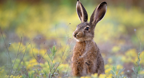 Symboltier Hase. Foto: AdobeStock