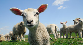 Neugieriges Lamm einer äsenden Schafherde blickt in die Kamera.