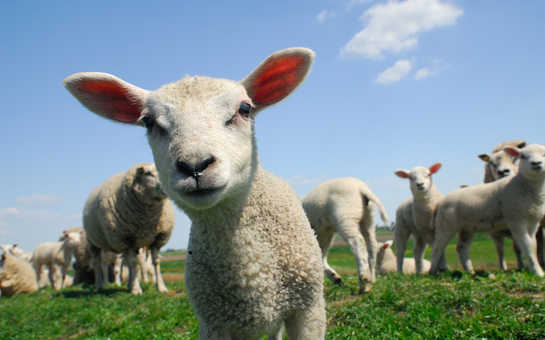 Neugieriges Lamm einer äsenden Schafherde blickt in die Kamera.