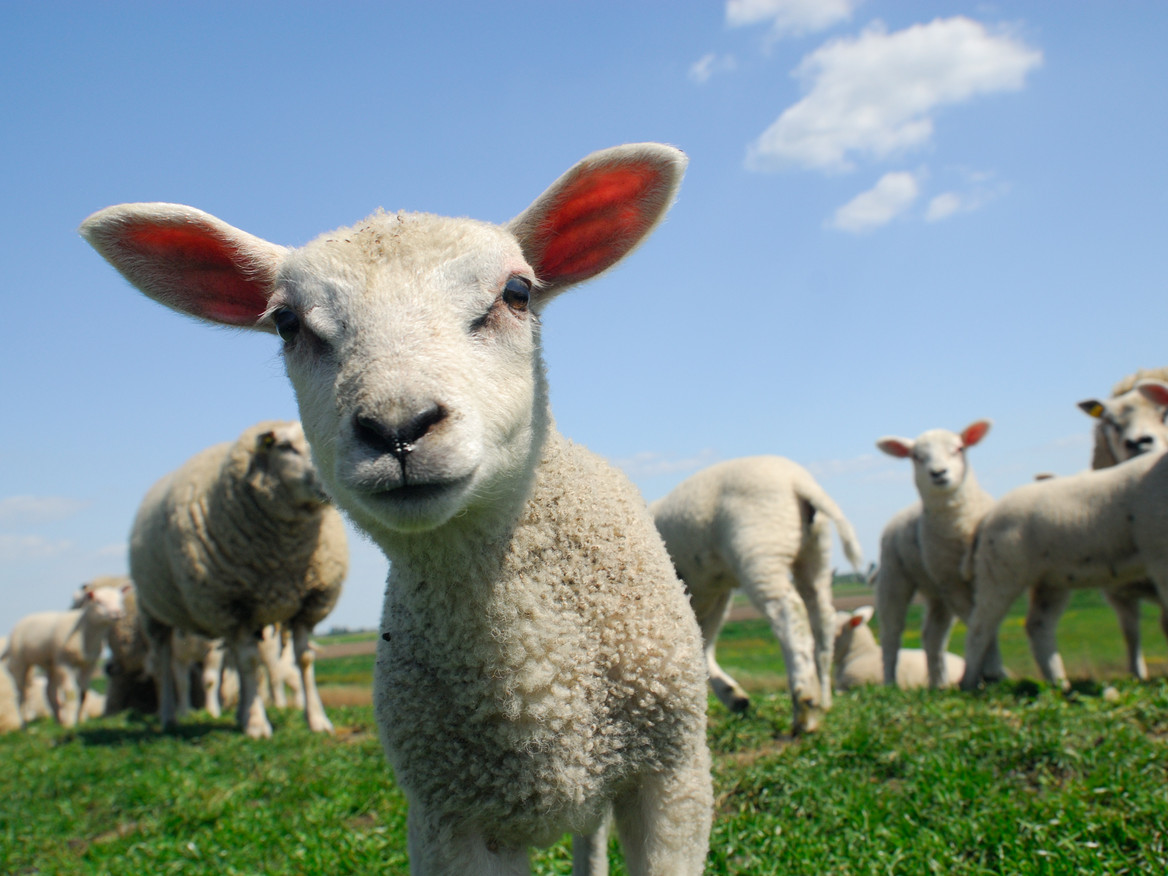 Neugieriges Lamm einer äsenden Schafherde blickt in die Kamera.
