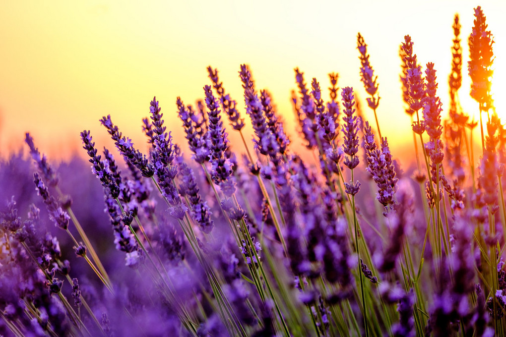 Lavendel füllt nur eines der vielen Kräuterbeete in der Klostermühle. Foto: Anton Gvozdikov - stock.adobe.com