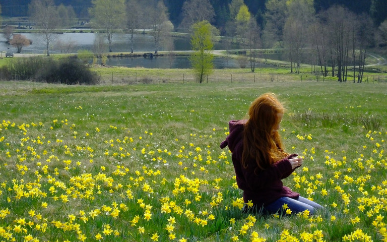 Wiese im Hunsrück Narzissenblüte im Trauntal