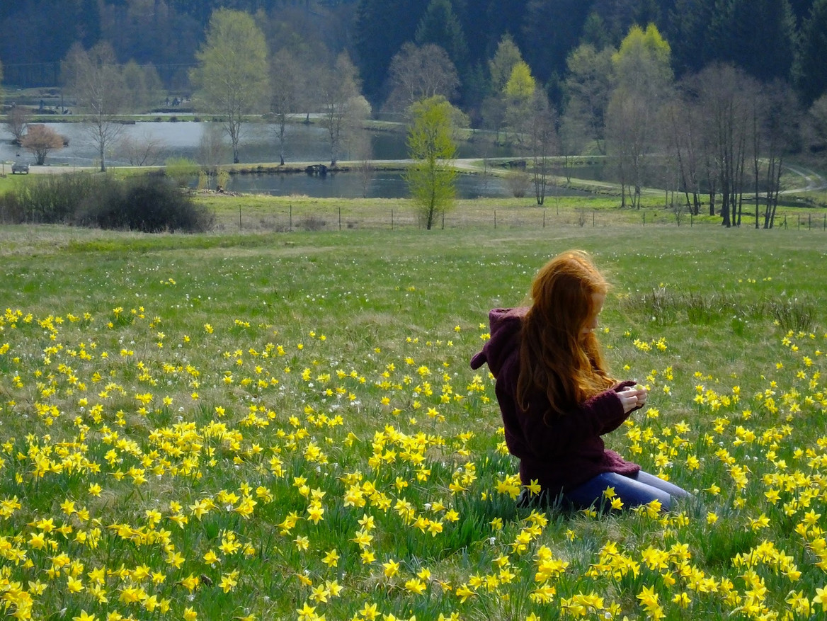 Narzissenblüte im Trauntal