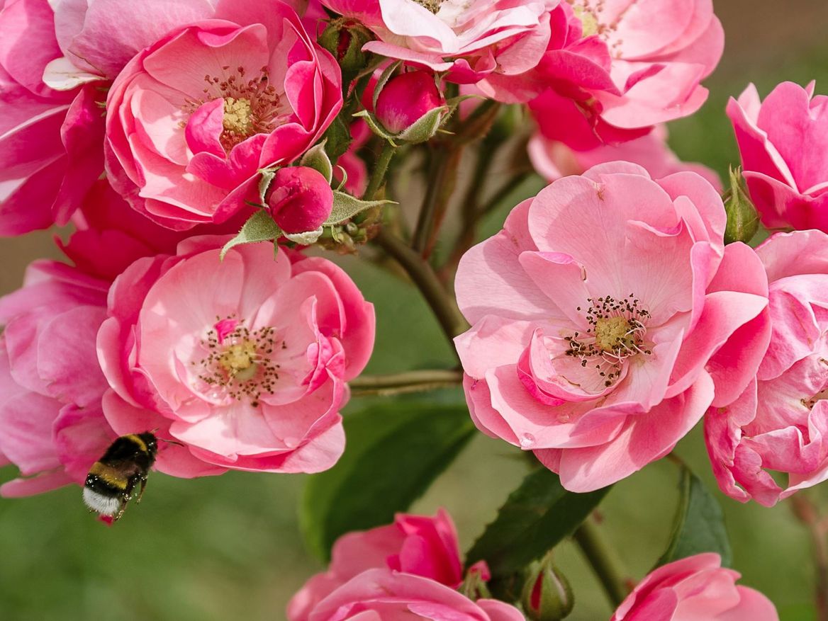 Düngen im Juni fördert den erneuten Flor. Vor allem Rosen mit ungefüllten Blüten und gut erreichbaren Staubgefäßen sind insektenfreundlich. Foto: stock.adobe.com/Gioia 