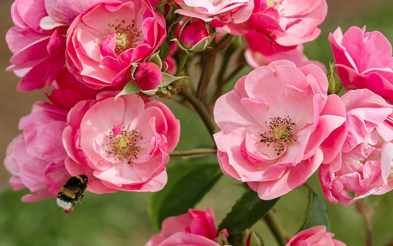 Düngen im Juni fördert den erneuten Flor. Vor allem Rosen mit ungefüllten Blüten und gut erreichbaren Staubgefäßen sind insektenfreundlich. Foto: stock.adobe.com/Gioia 