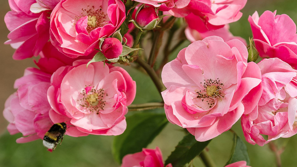 Organischer Dünger für Rosen und Blühpflanzen im Sommer Wir.Hier.
