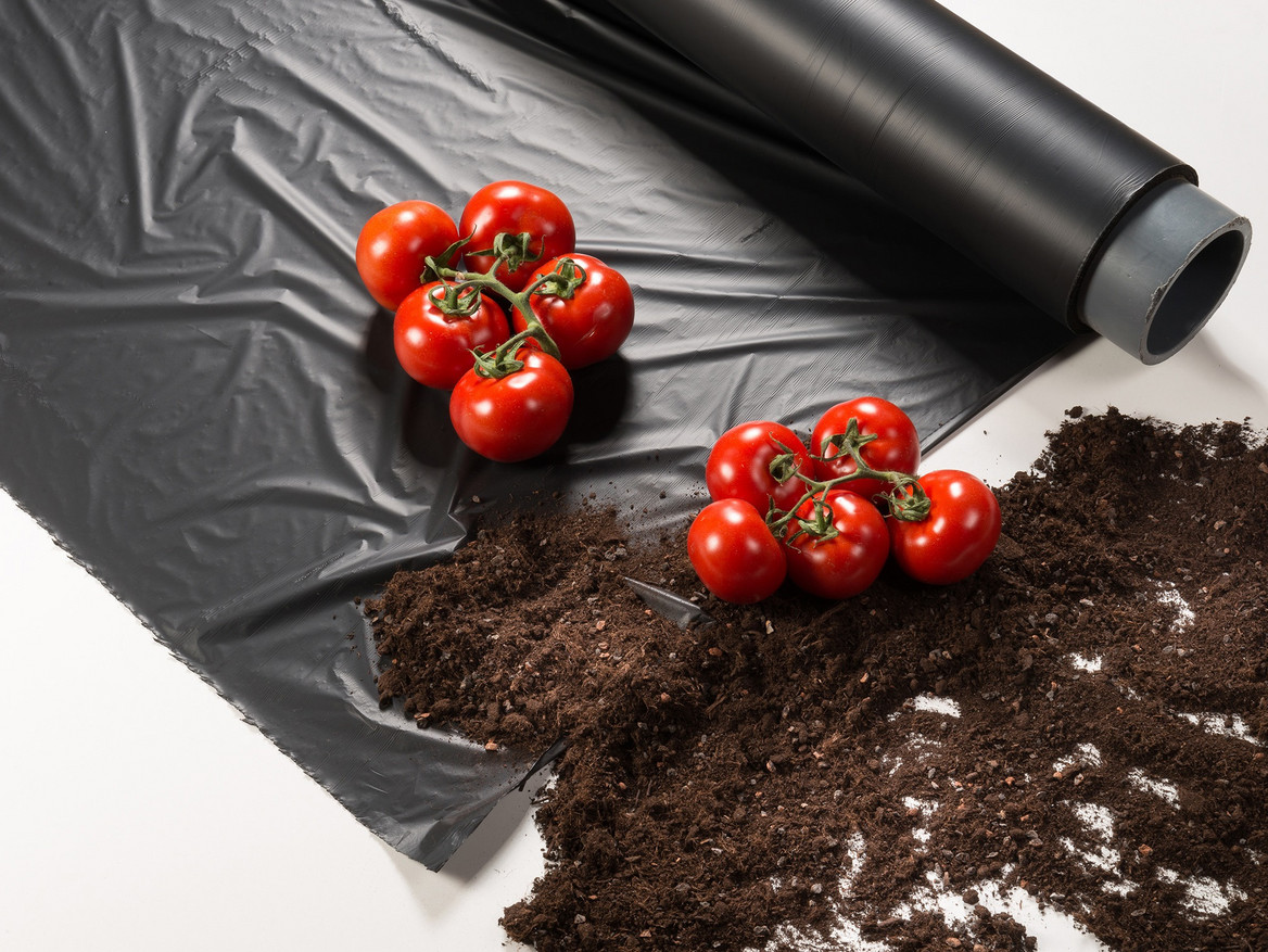 Tomaten liegen auf einer schwarzen Folie auf der Erde. 