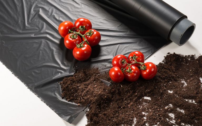 Tomaten liegen auf einer schwarzen Folie auf der Erde. 