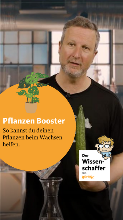? Deine Pflanzen brauchen einen Boost? Dann hat der Wissenschaffer ? den richtigen Life-Hack für dich. Er zeigt dir, wie du Phosphor und Kalium aus Gurkenschalen ?gewinnst. Ganz easy und ohne, dass es kracht und stinkt. ?
