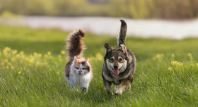 Ein Hund und eine Katze laufen über eine Wiese, Foto: stock.adobe.com - nataba