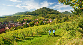 Weinberge am Pfälzer Weinsteig. Bild: Dominik Ketz