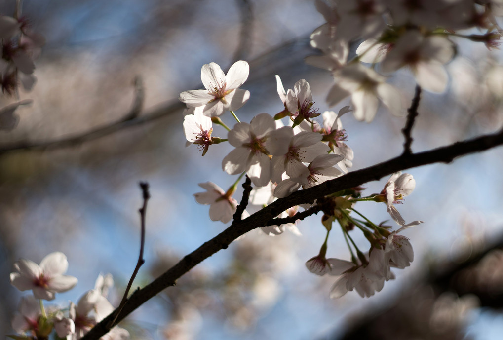 Foto: Japanischer Garten Kaiserslautern/Steffen Appel