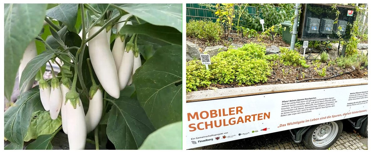 Links: Auberginen im Finzelberger Nutzgarten. Rechts: Mobiler Garten mit QR-Codes, die mehr Infos zu den Pflanzen liefern.. Fotos: Daniel Roth/IW Medien