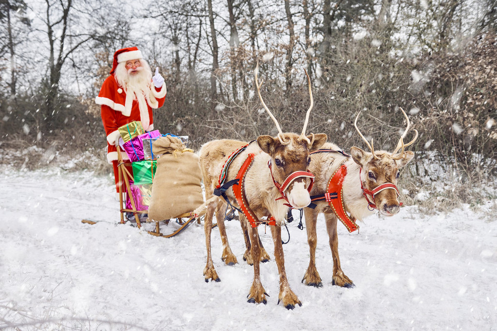 Rentiere: Die Stars im Winterwald: Foto: Nathalie Schwartz Photographie