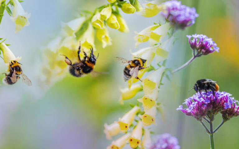 Bienen mit bunten Blüten