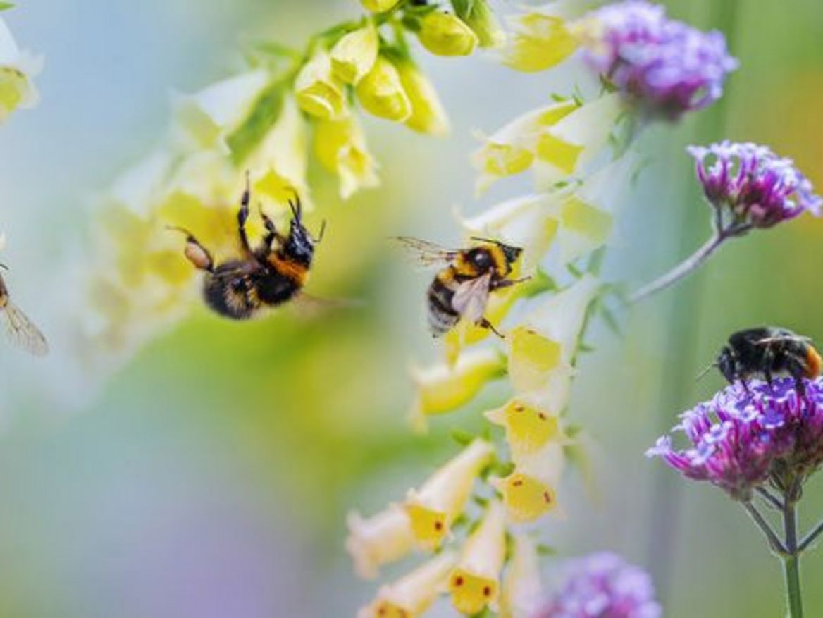 Bienen mit bunten Blüten