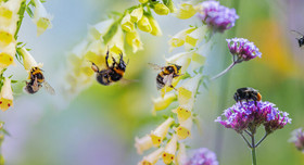 Bienen mit bunten Blüten