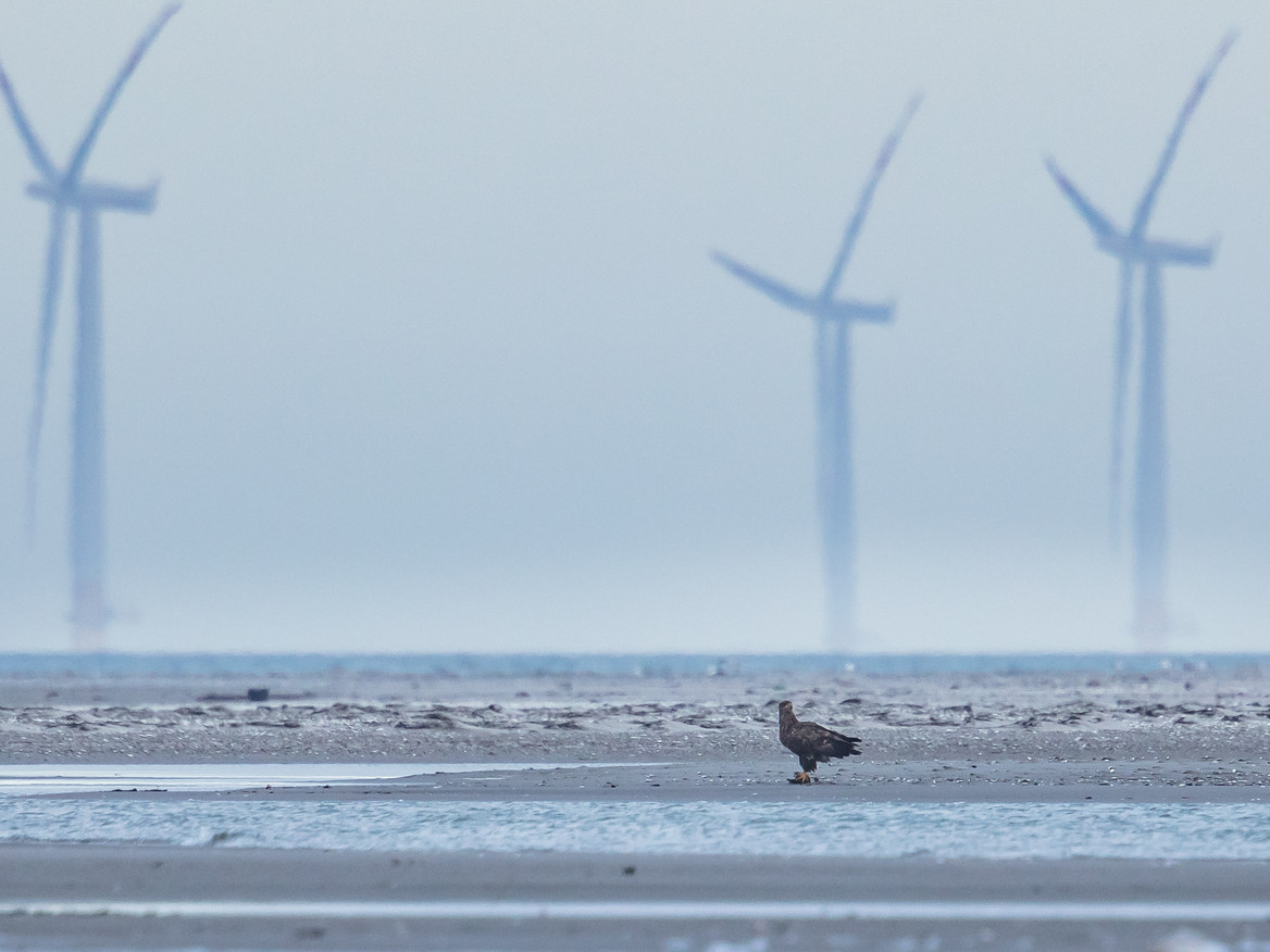 Sandbank, Küstensaum und Windräder vor Borkum.
