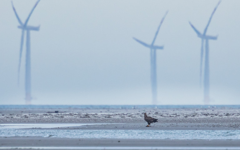 Sandbank, Küstensaum und Windräder vor Borkum.