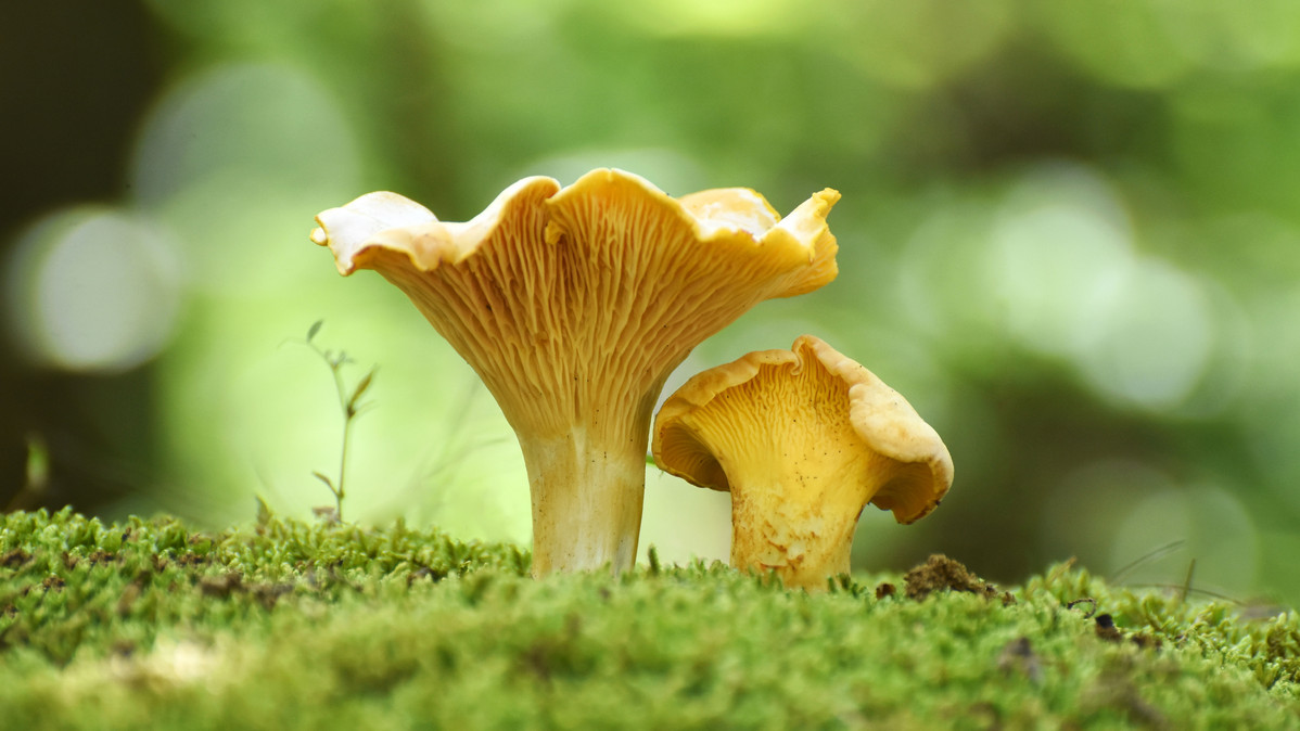 Zwei Echte Pfifferlinge im Wald. Foto: Ivan - stock.adobe.com