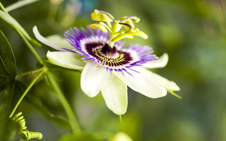 Bild einer Passionsblume