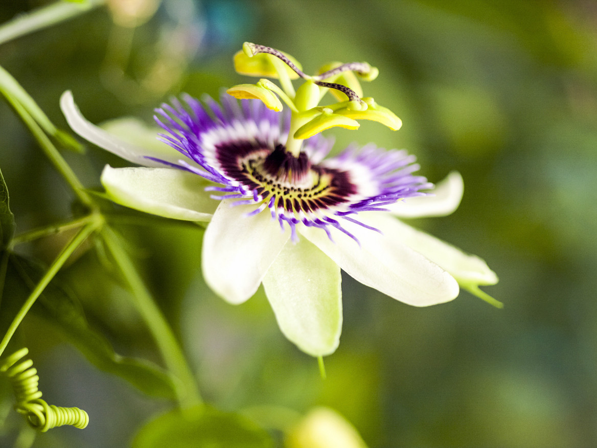 Bild einer Passionsblume