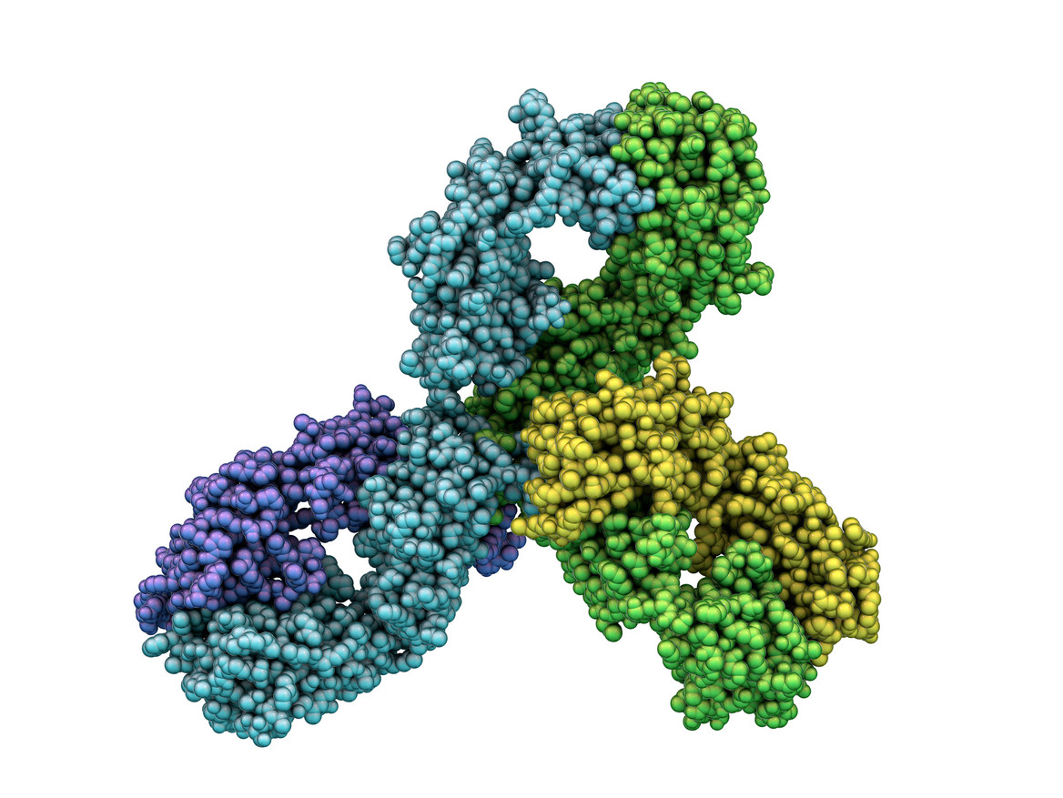 Molekularmodell des Antikörpers Pembrolizumab