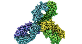 Molekularmodell des Antikörpers Pembrolizumab