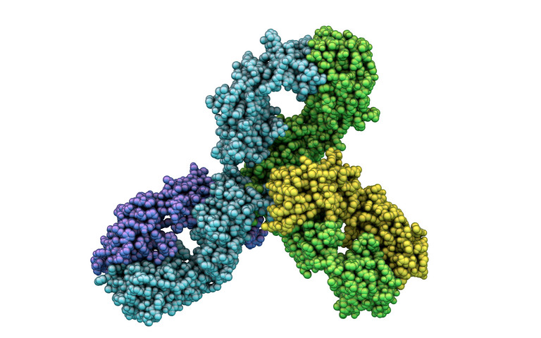 Molekularmodell des Antikörpers Pembrolizumab