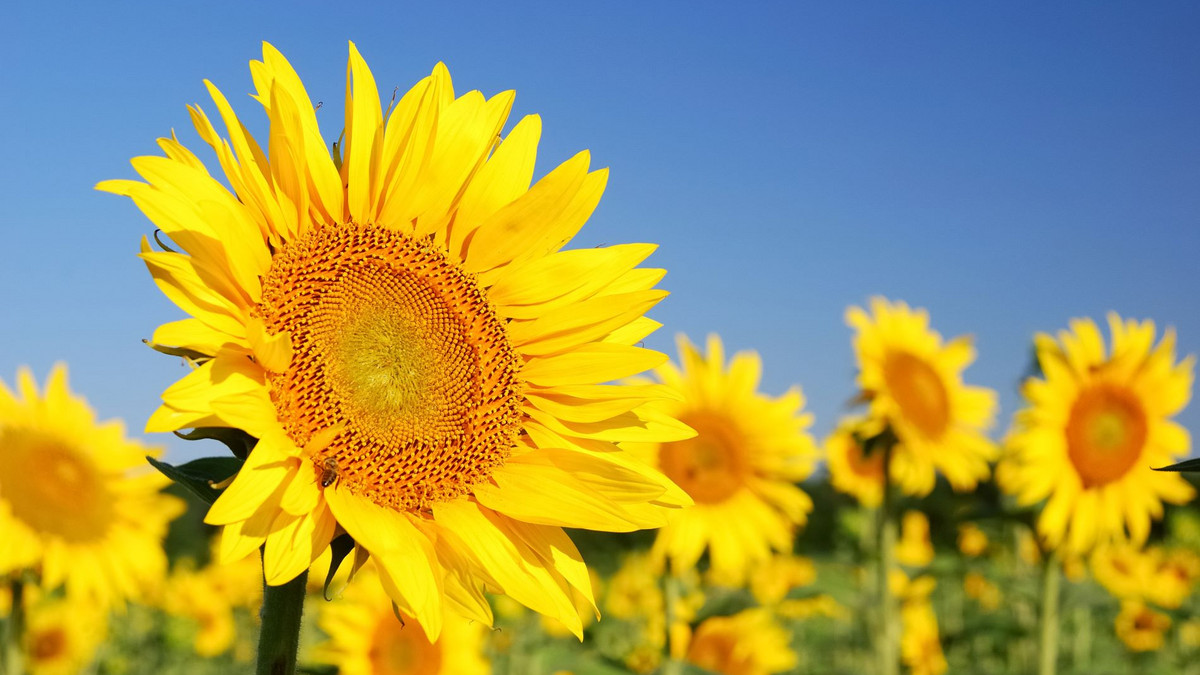 Sonnenblumenfeld Foto: Storyblocks