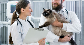 Tierärztliches Team kümmert sich in der Tierklinik um eine ältere Katze.