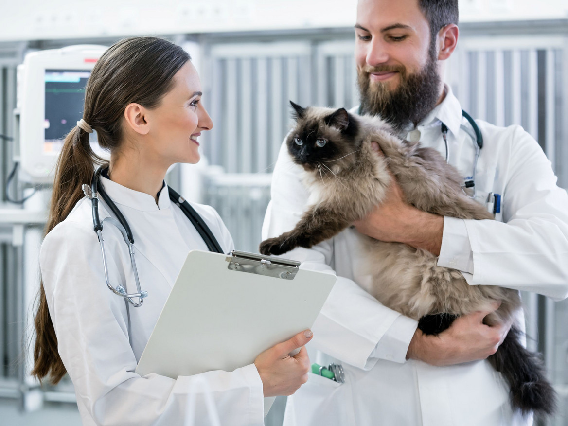 Tierärztliches Team kümmert sich in der Tierklinik um eine ältere Katze.