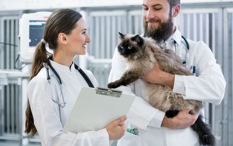 Tierärztliches Team kümmert sich in der Tierklinik um eine ältere Katze.
