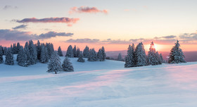 Warum Weihnachtsbäume duften