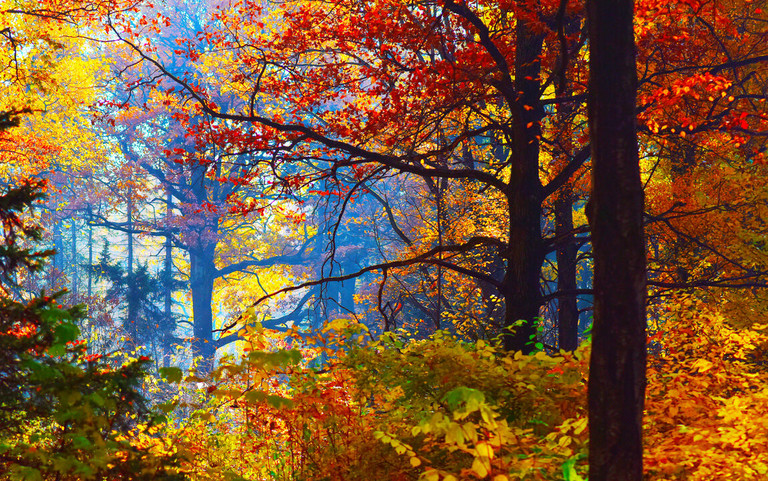 Warum färben sich Blätter im Herbst?