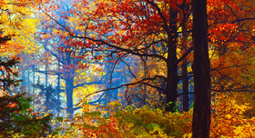 Warum färben sich Blätter im Herbst?