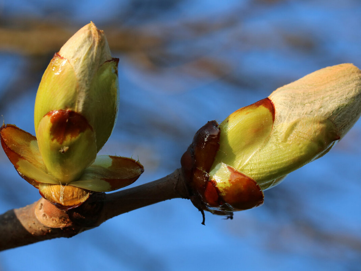 Knospen einer Kastanie