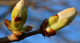 Knospen einer Kastanie