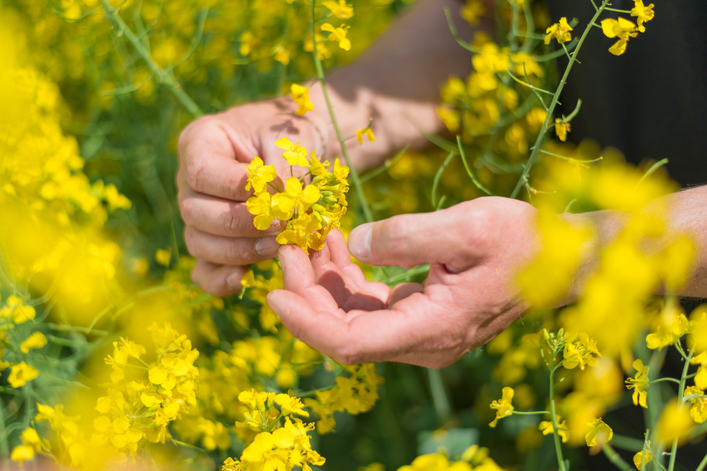 Auch die Chemieindustrie ist auf Raps angewiesen. Foto: BASF SE