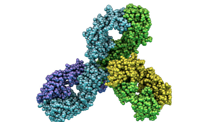 Molekülmodell des Wirkstoffs Pembrolizumab. Foto: Dr._Microbe – stock.adobe.com Molekülmodell des Wirkstoffs Pembrolizumab. Foto: Dr._Microbe – stock.adobe.com