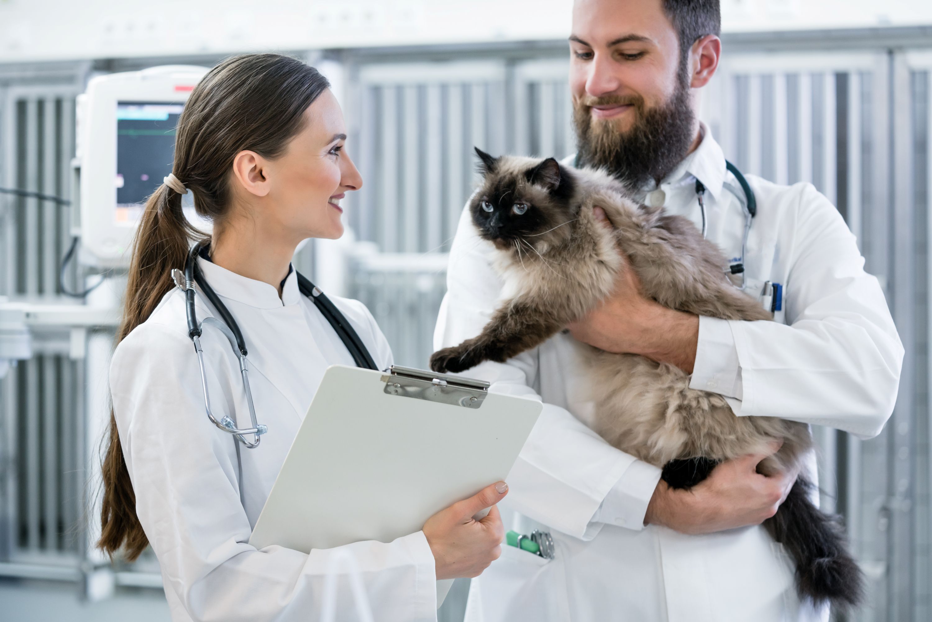 Tierärztliches Team kümmert sich in der Tierklinik um eine ältere Katze.