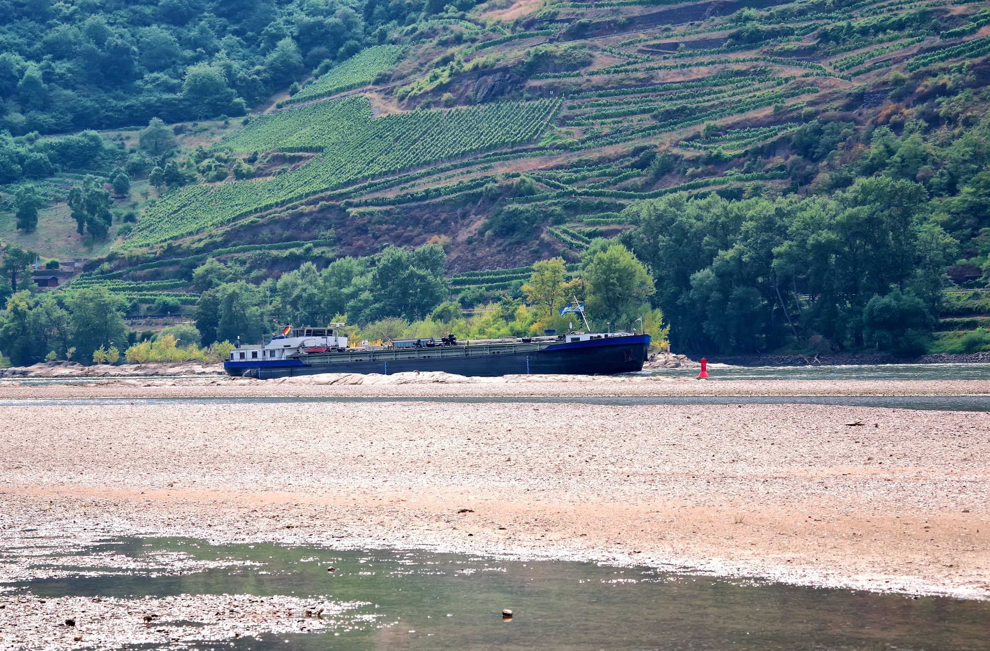 Ein Güterschiff manövriert sich bei extremem Rheinniedrigwasser zwischen den Bojen durch das Flussbett.