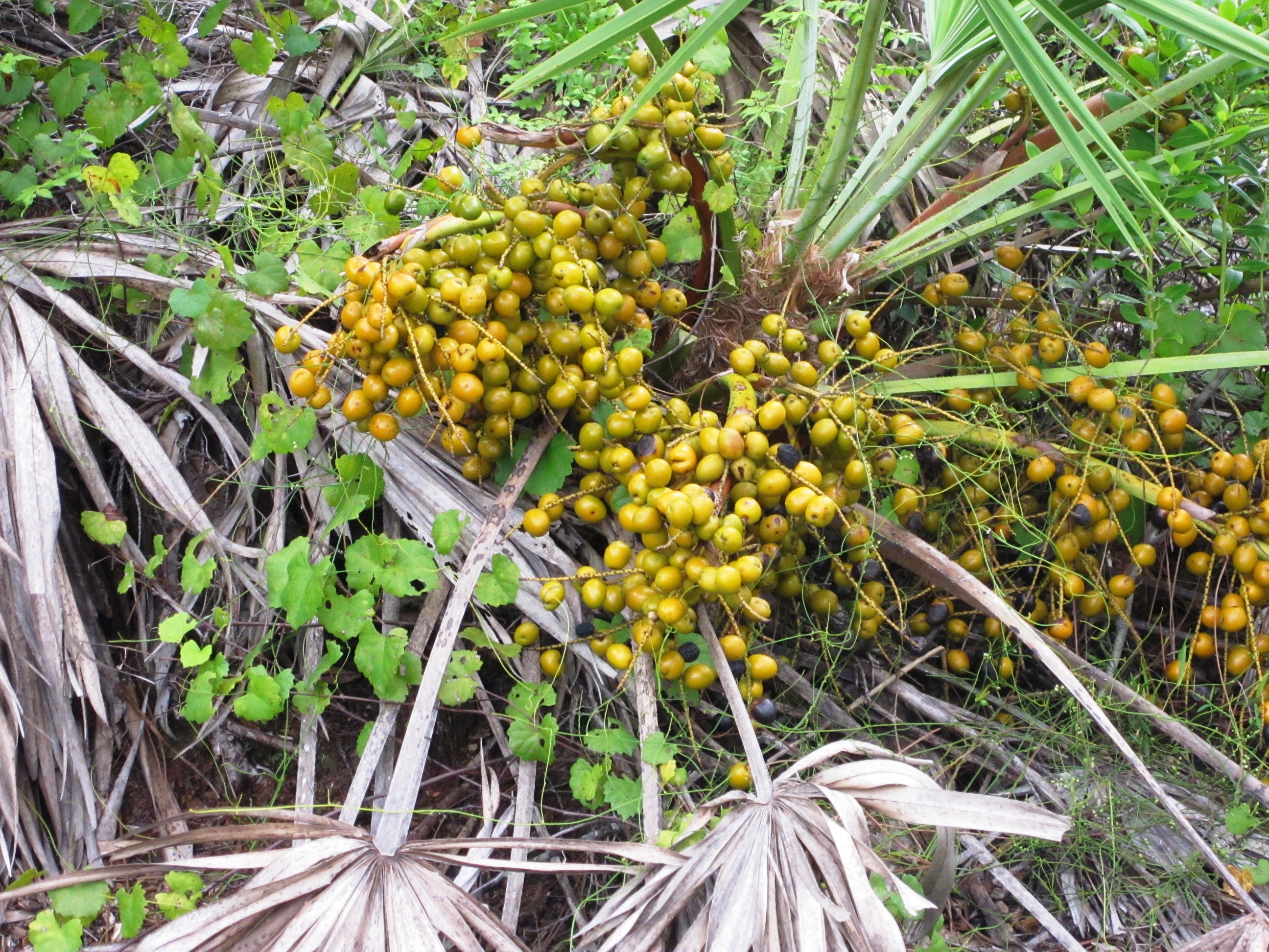 Sägepalmen mit Früchten